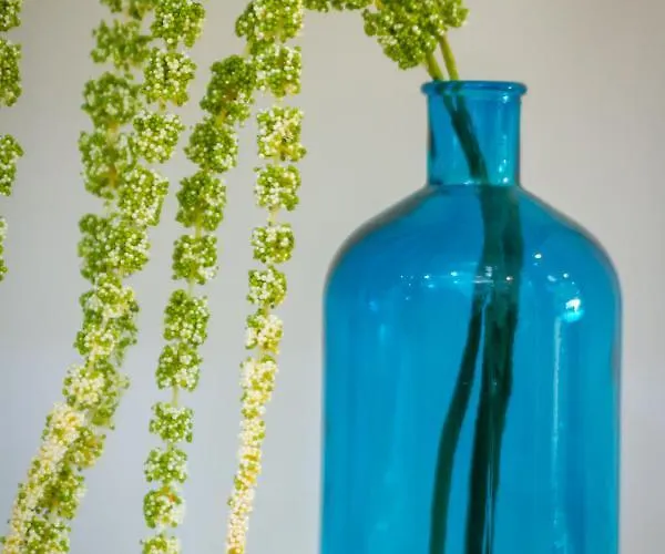 Banus - Banus Mimosas *